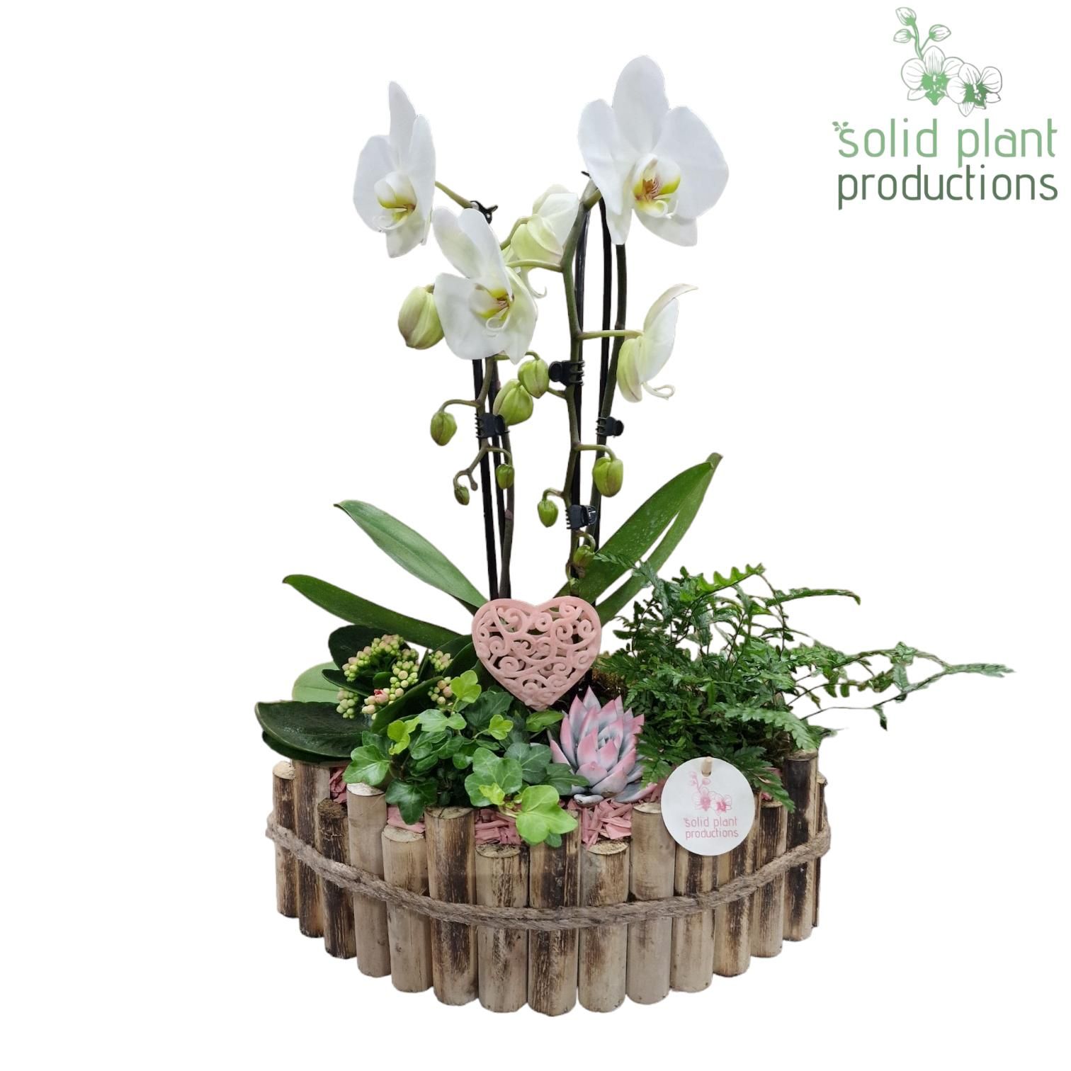 HVCA006 Napoli Large Pink, D 35