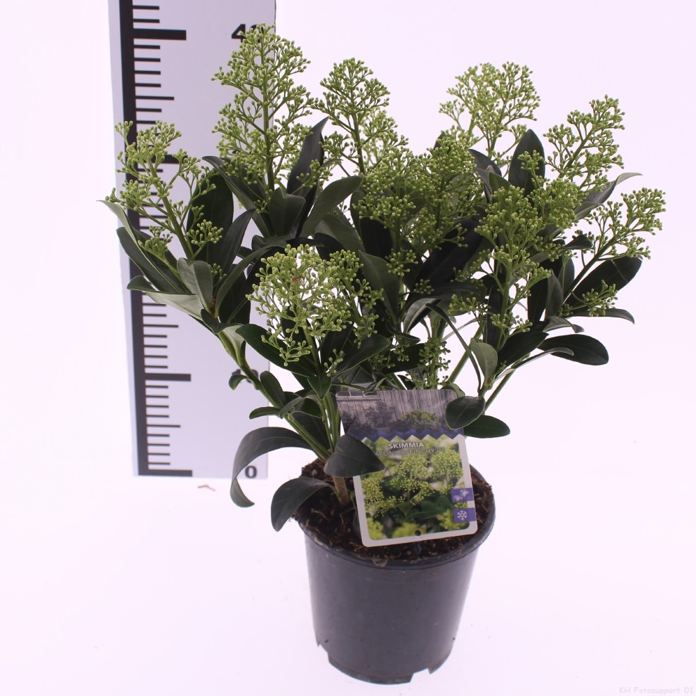 Skimmia jap. 'Finchy', D 15 cm