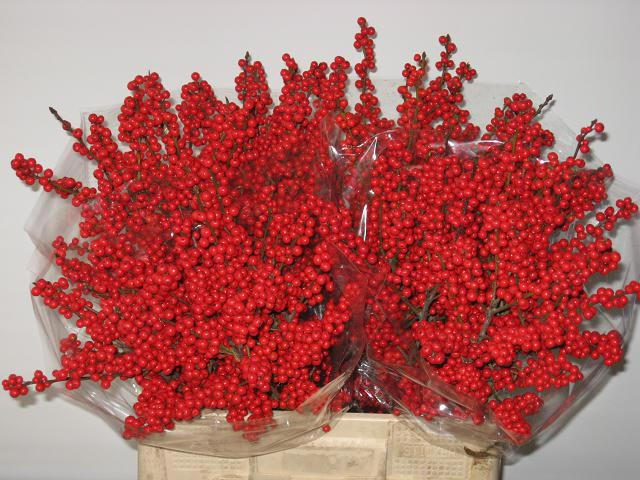 Илекс Красные ягоды 50, шт.