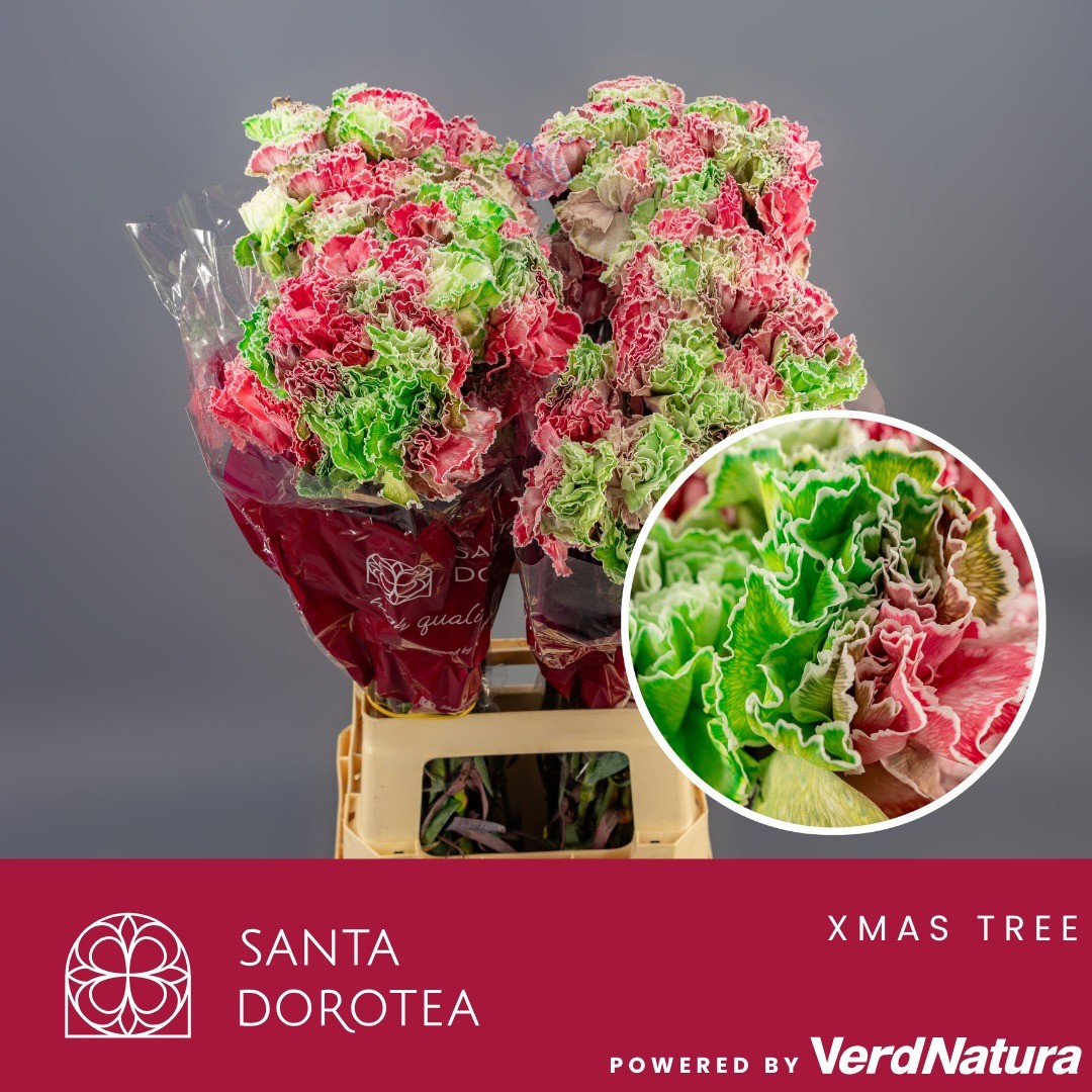 Диантус од. Овериг Крашеный (краш. ), шт.