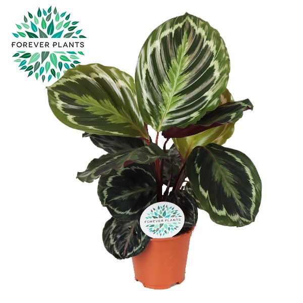 Calathea Medallion p14 PEAT FREE, D 14