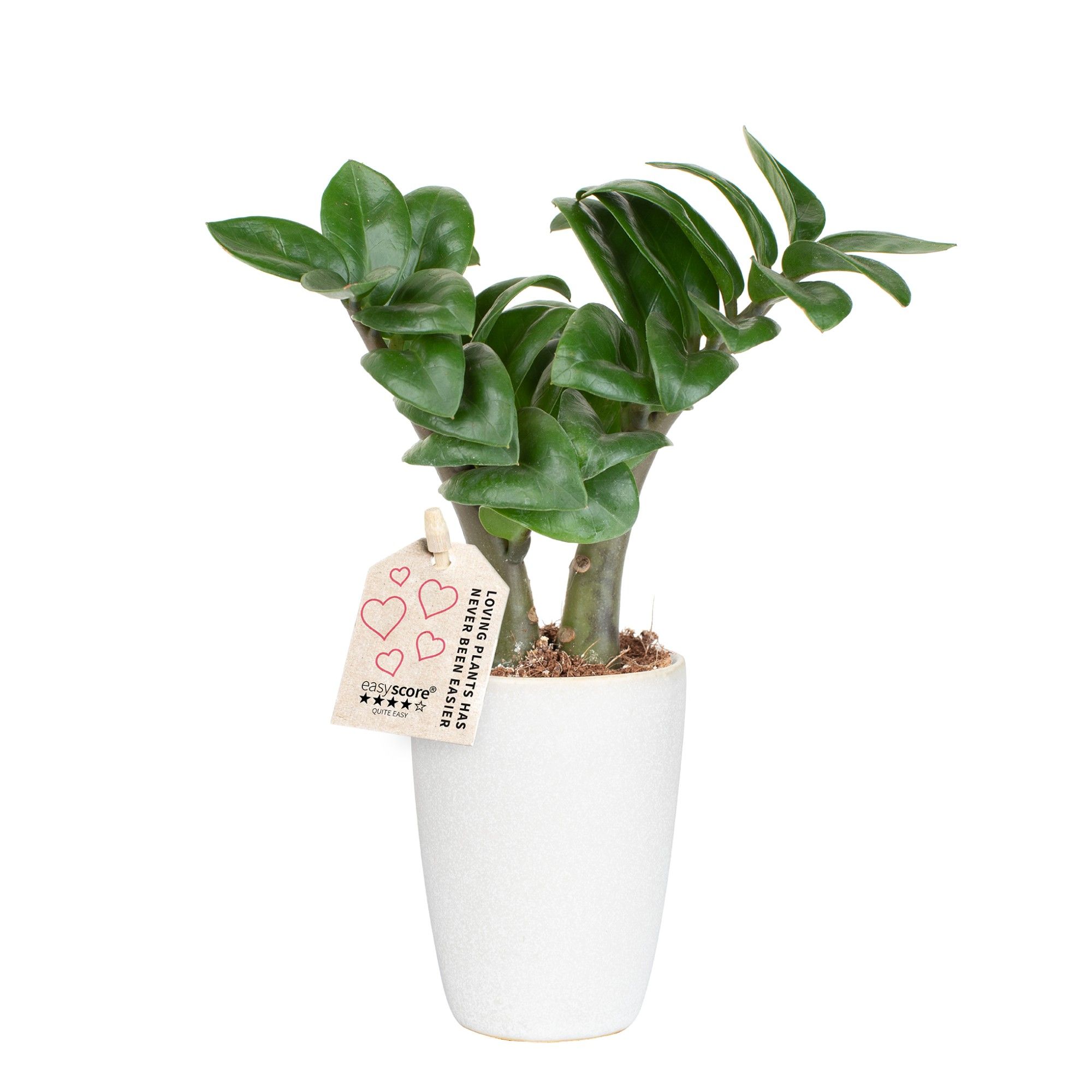 Classic White, Zenzi, D 7