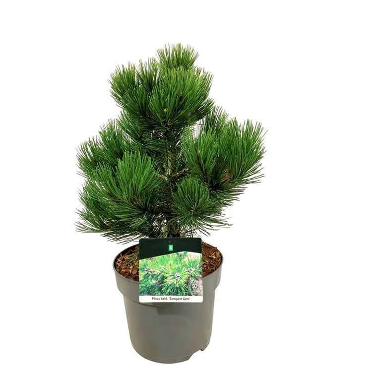 Pinus held. 'Compact Gem', D 26