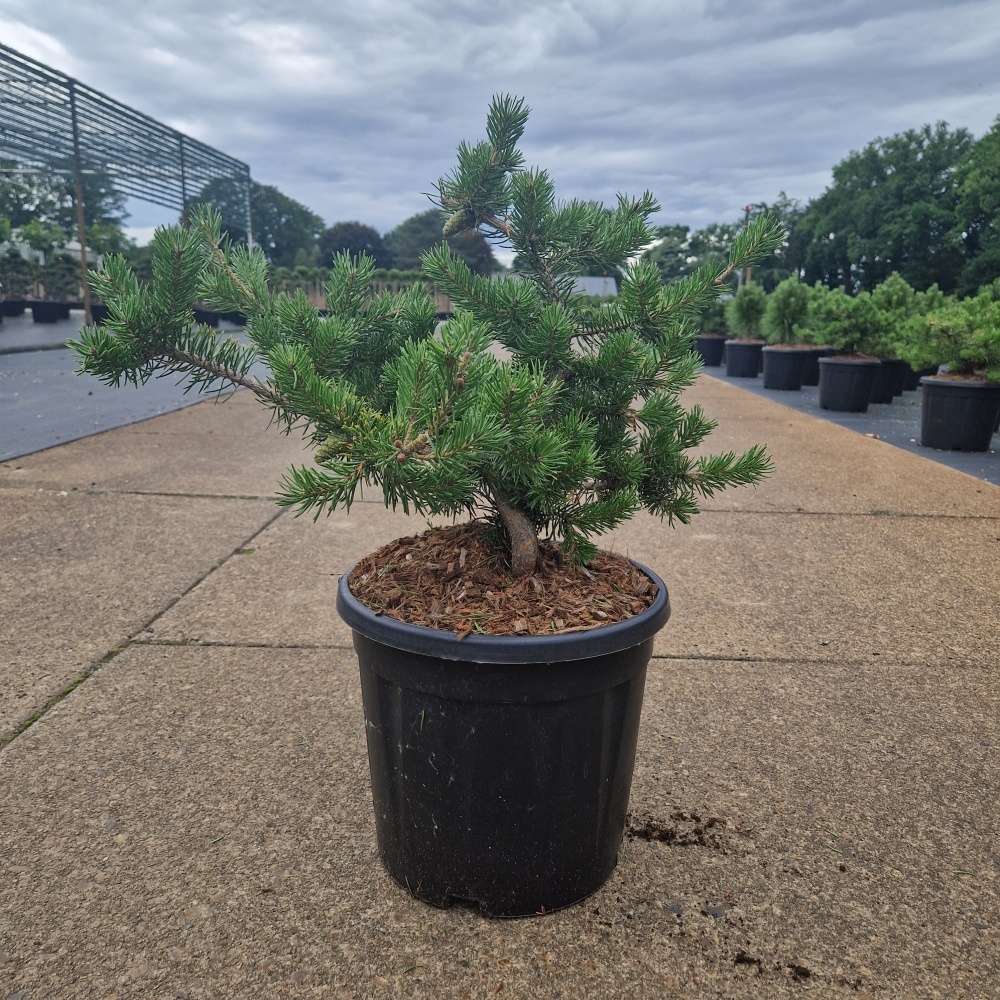 Pinus banksiana 'Velda', D 31 cm