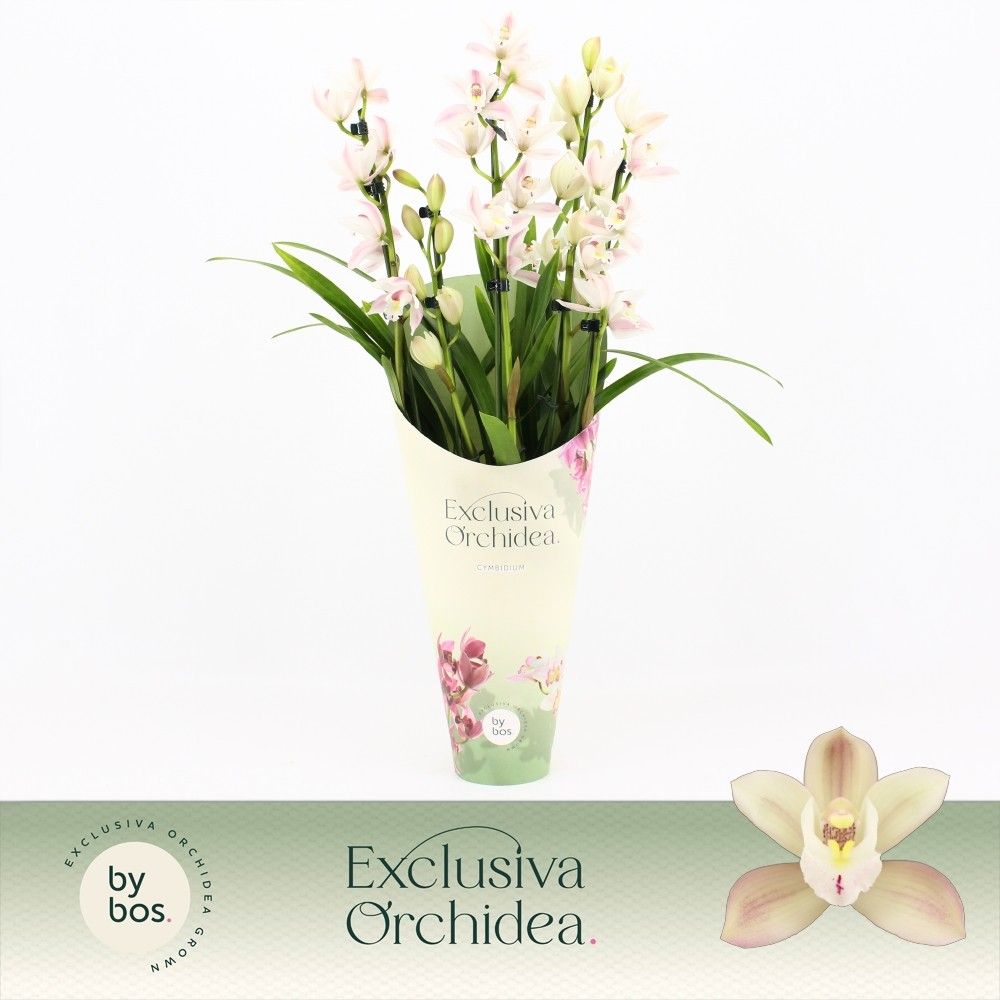 Cymbidium, Yuki 5-spike 'Exclusiva Orchidea' Potcover, D 12