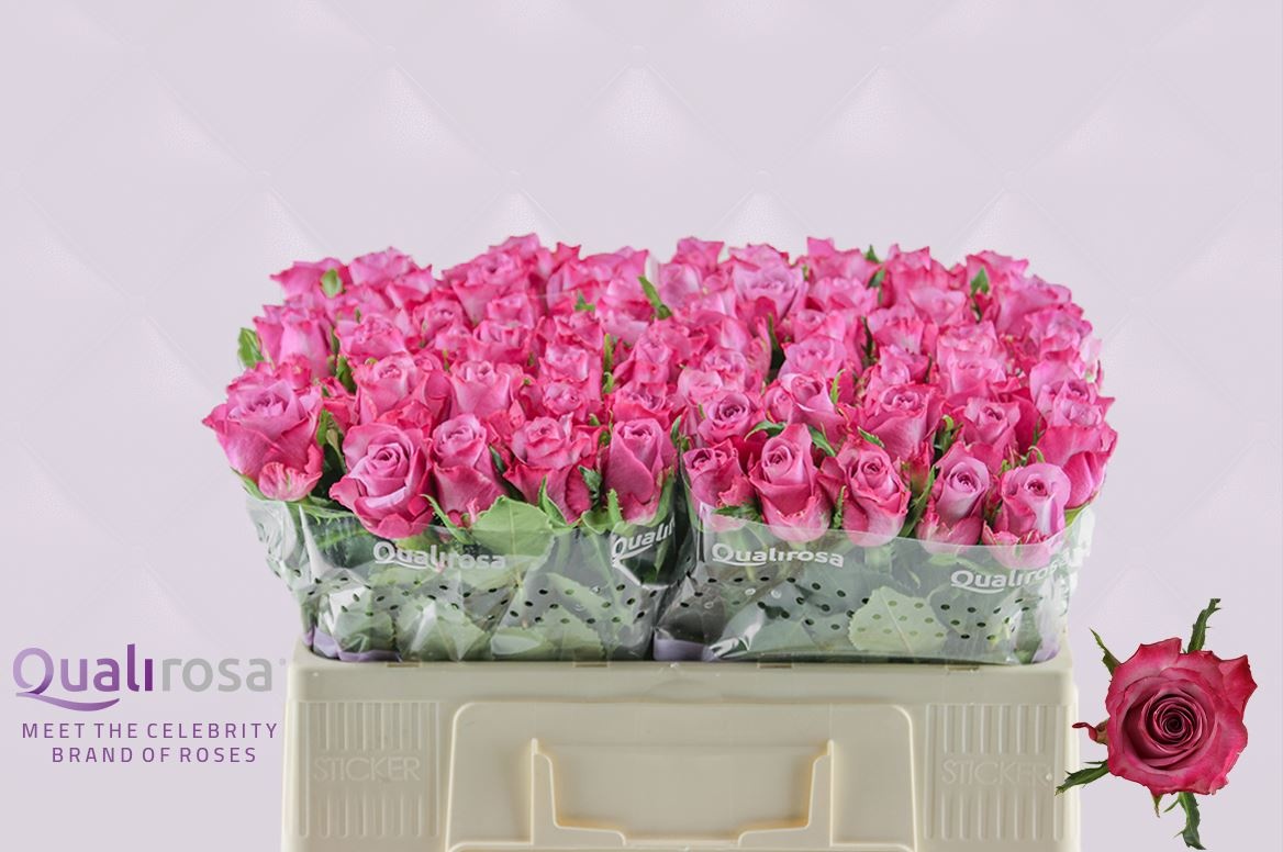 Роза од. Дип Перпл 50, шт.