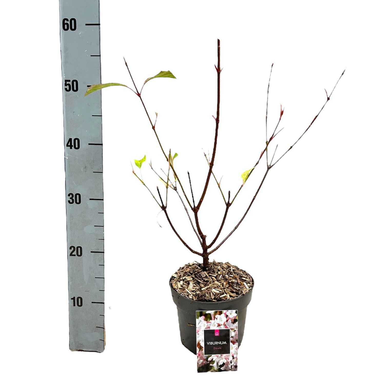 Viburnum bodnantense 'Dawn', D 17