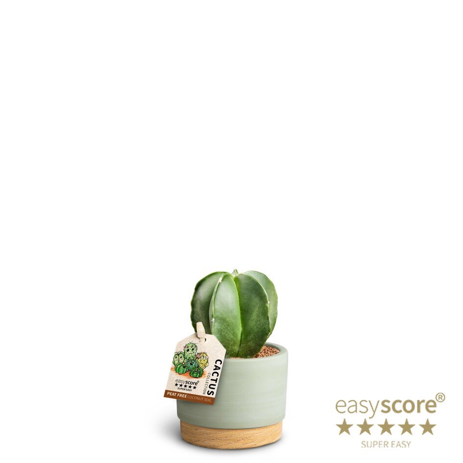 ASTROPHYTYM MYRIOSTIGMA 40660386 WB Green, D 7