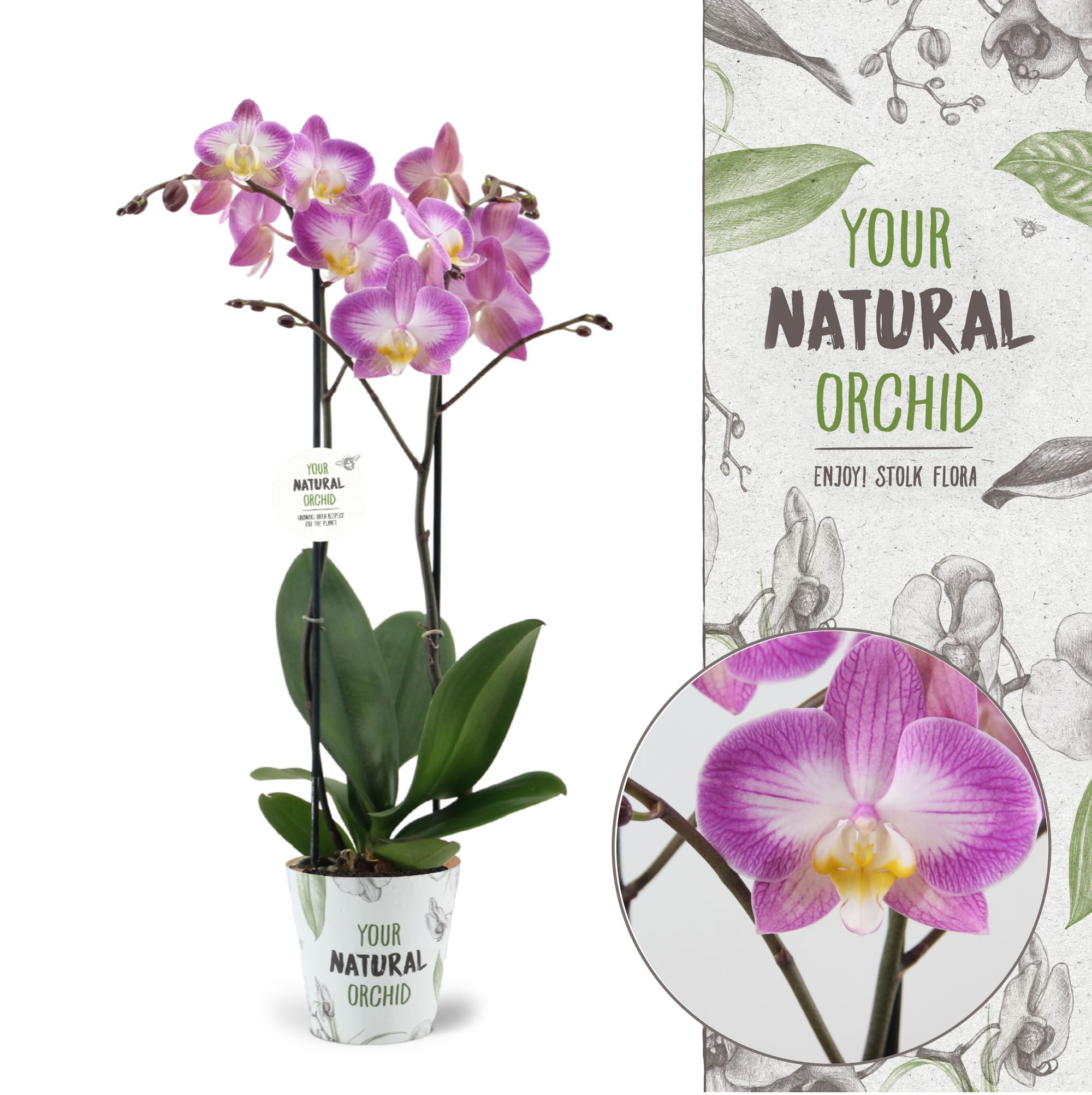 Your Natural Orchid | Sunca Split | Phalaenopsis 2 spike, D 12 cm Your Natural Orchid | Sunca Split | Phalaenopsis 2 spike, D 12 cm