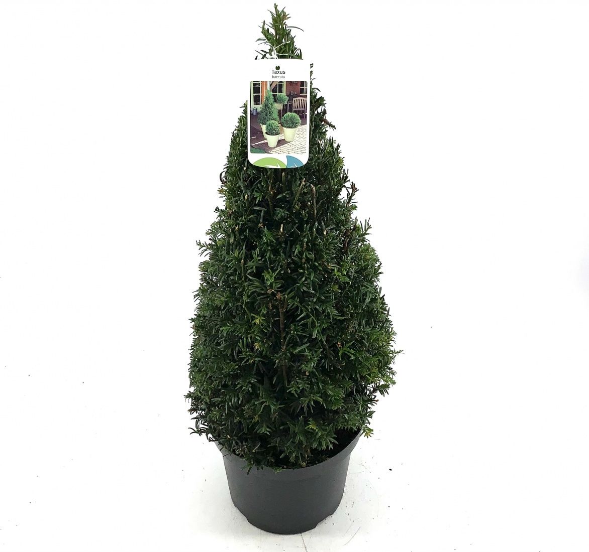 Taxus baccata, kegel, D 26