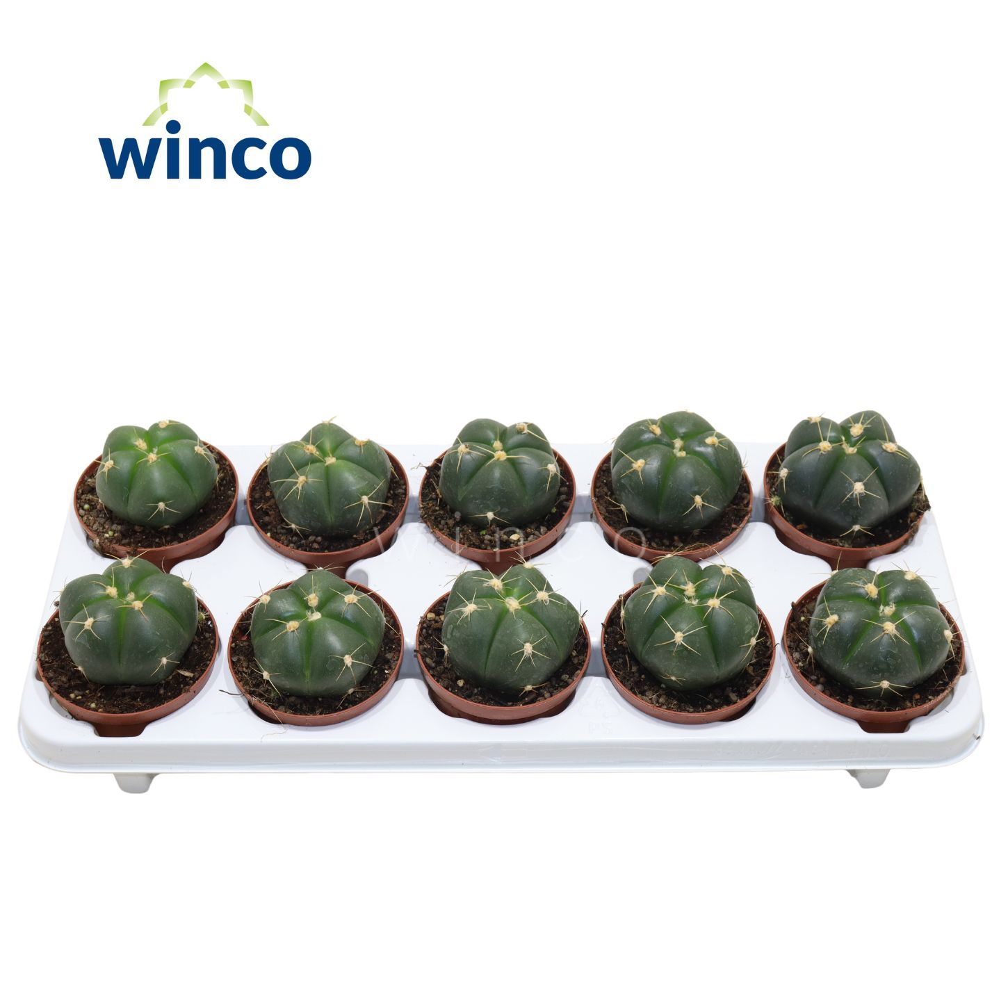 Gymnocalycium Horsti, D 10,5 cm