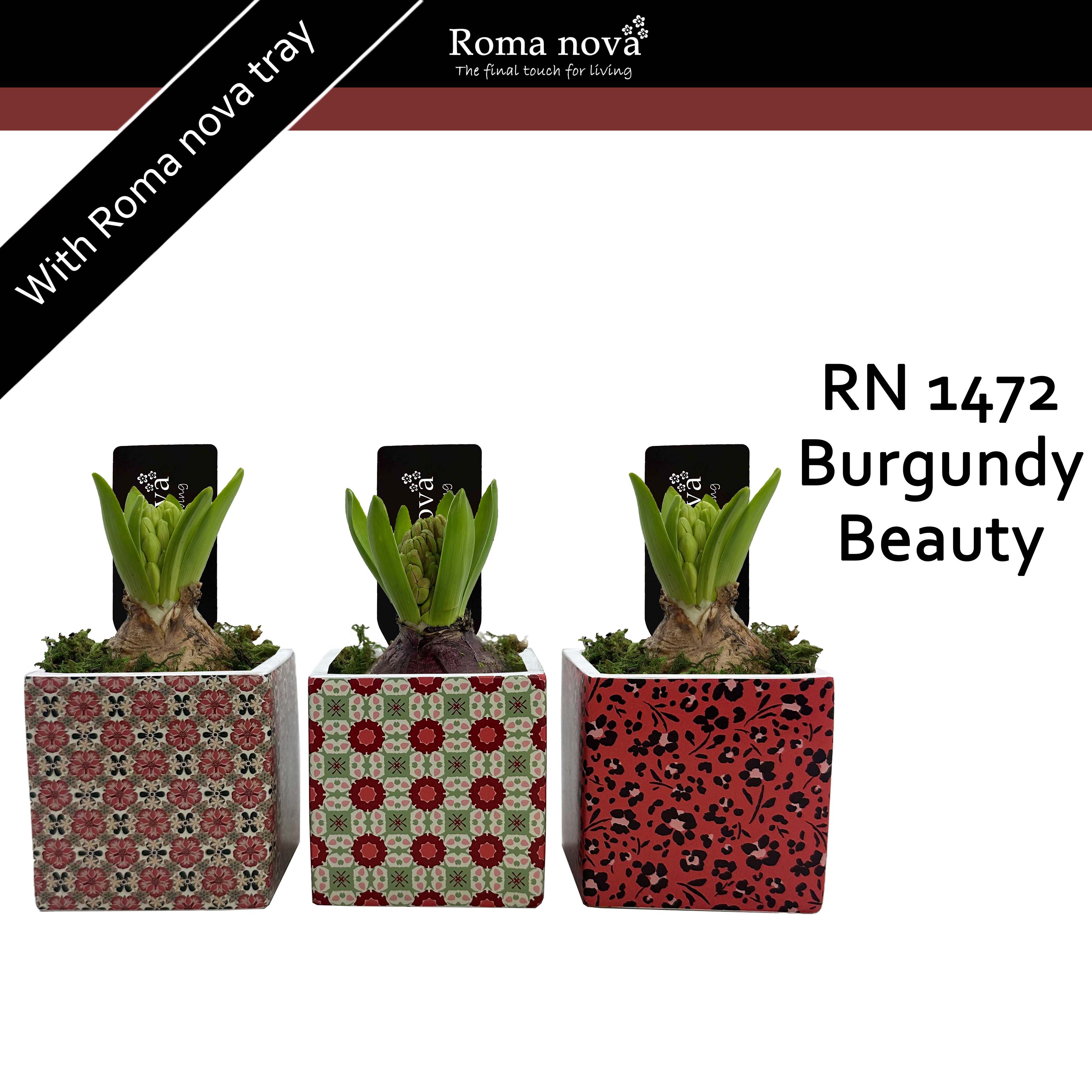 1472 - Burgundy Beauty (Hyacint), D 8 cm