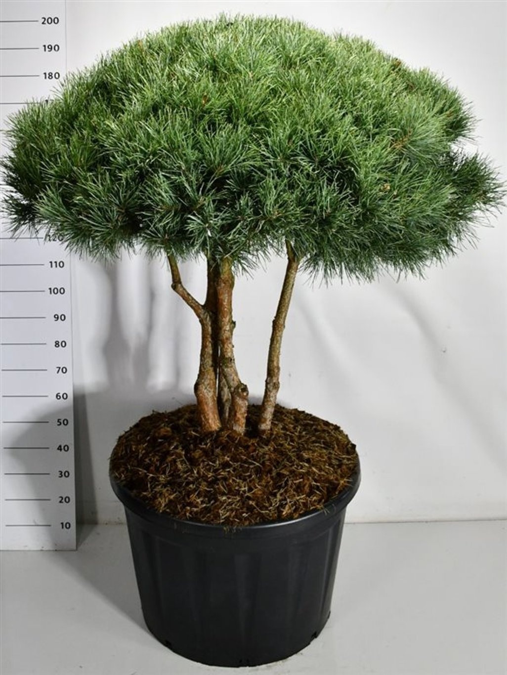 Pinus sylvestris 'Watereri', D 80
