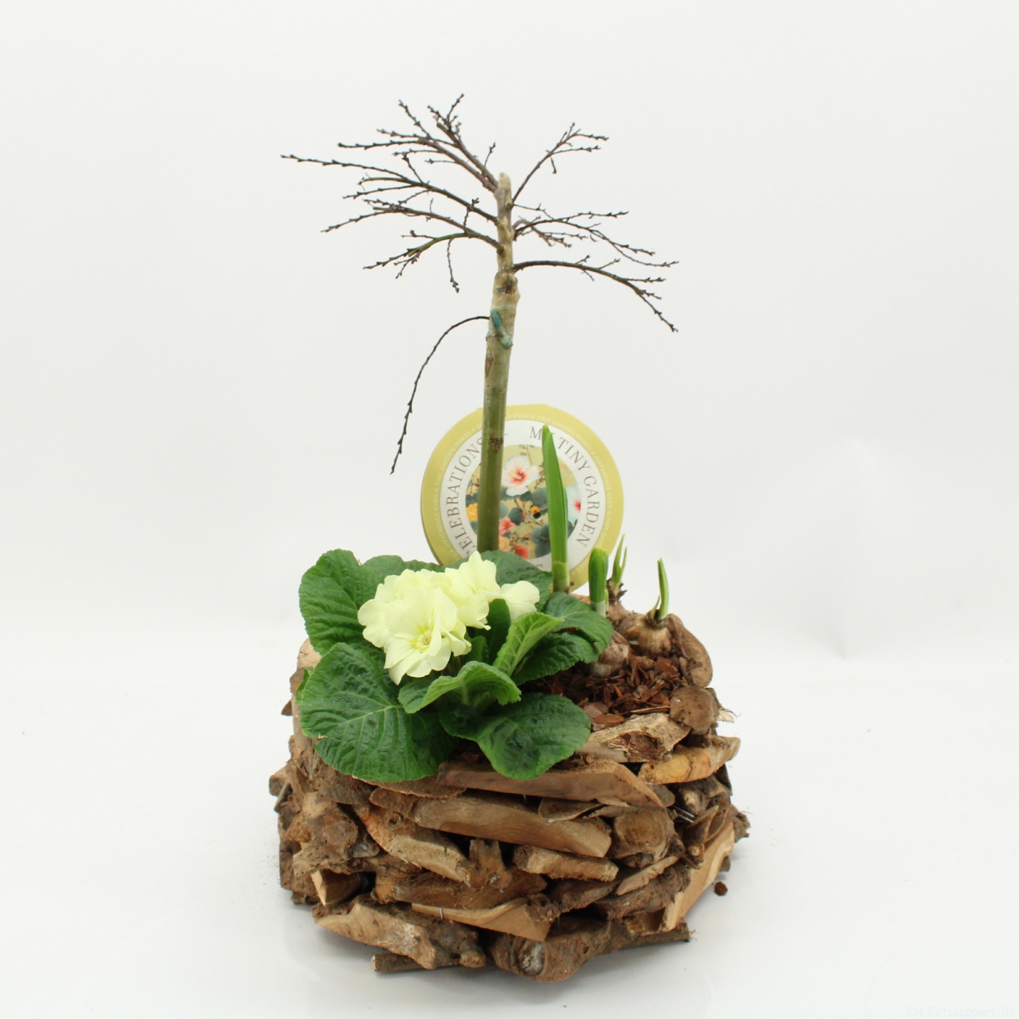 MTG-SA-04 My Tiny Garden Salix, D 35