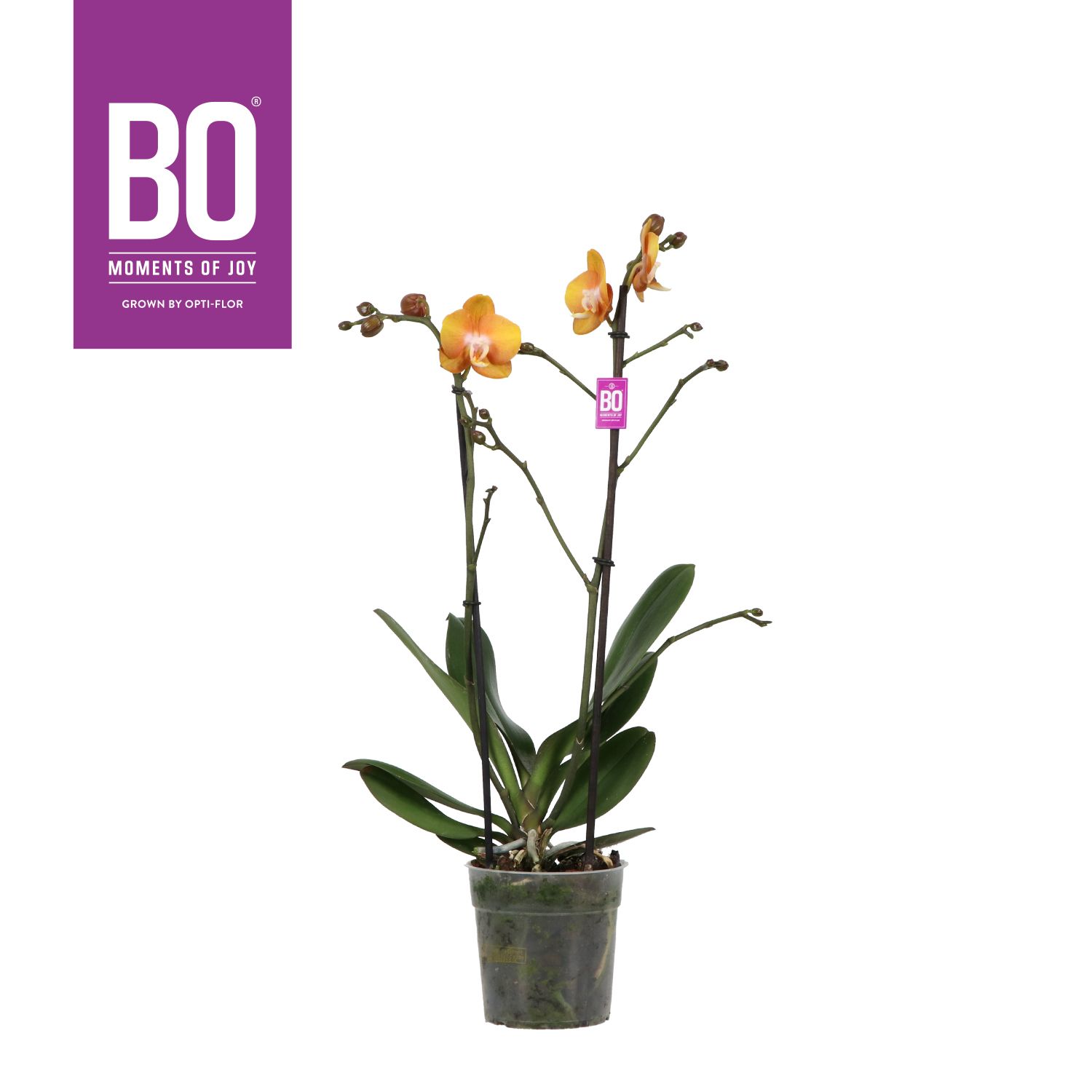 Colours P12 BO Las Vegas 2 spike, D 12 cm