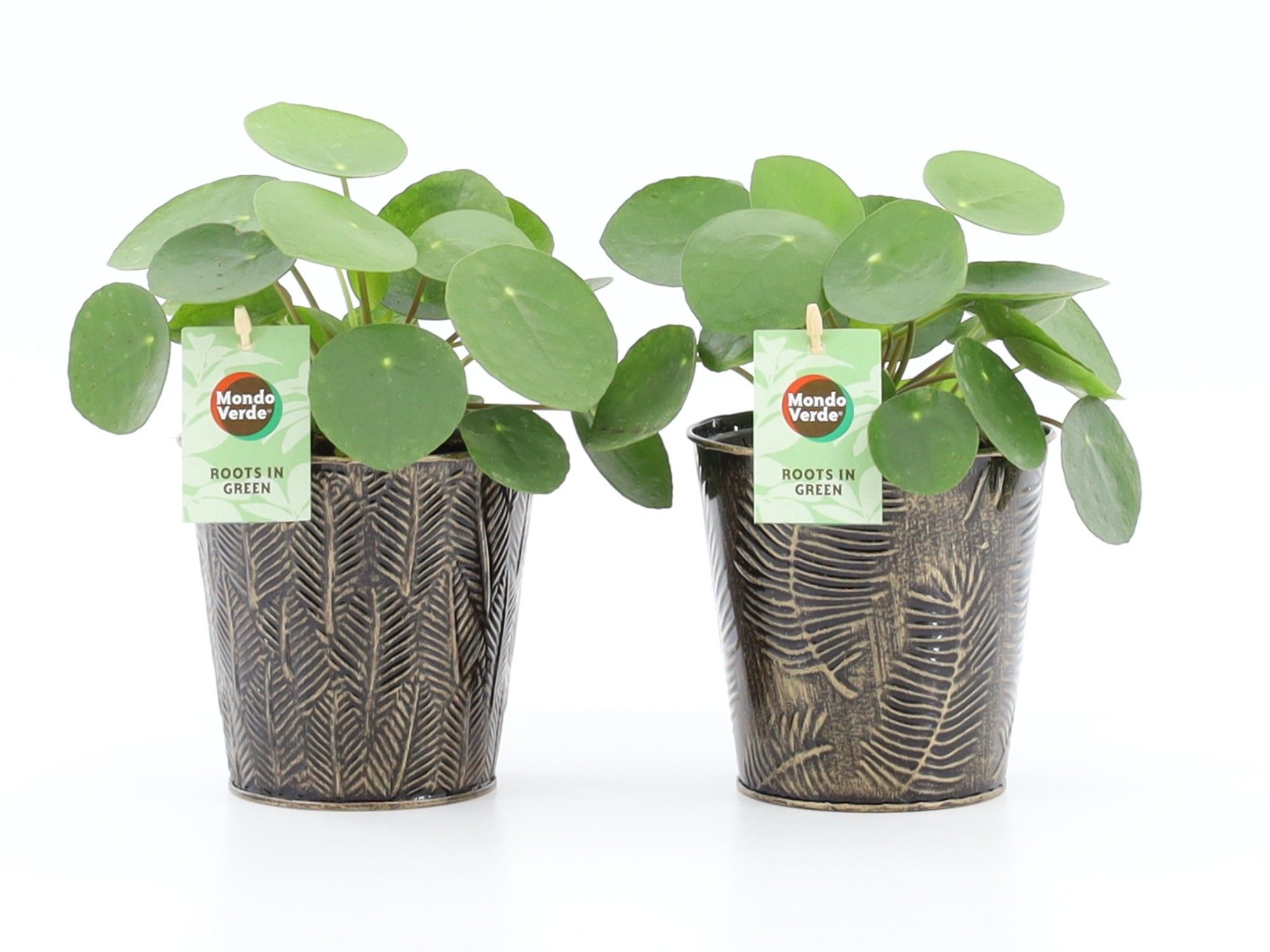 Pilea Peperomioides in Iron-Leaf, D 13