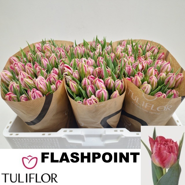 Тюльпан дв. Флэш Поинт (ярко-роз.), шт.