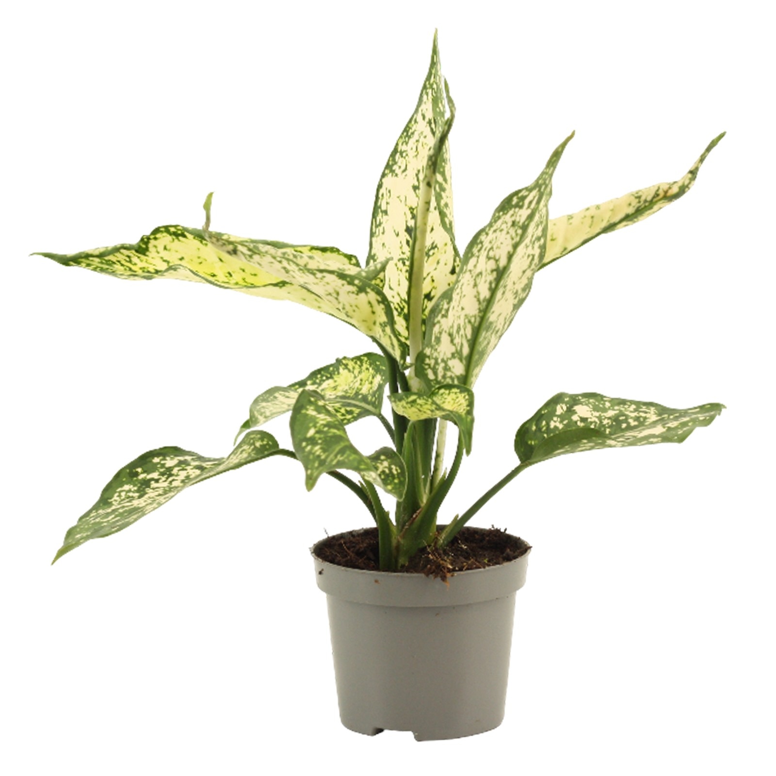Aglaonema White Diamond 9 cm, D 9