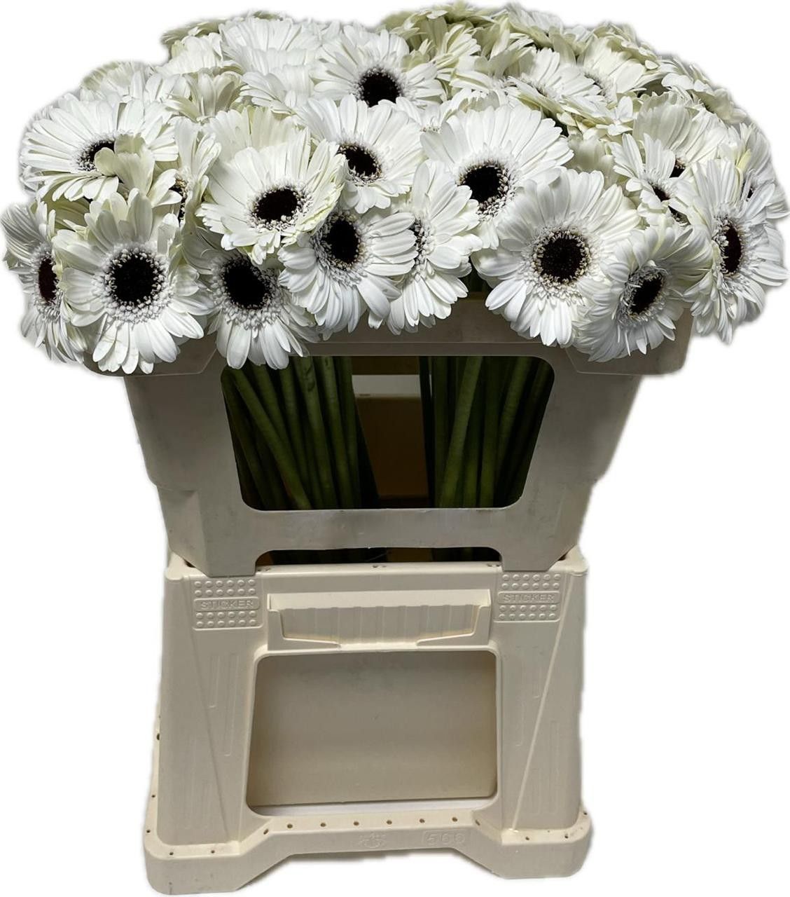 Гермини Юта, шт.