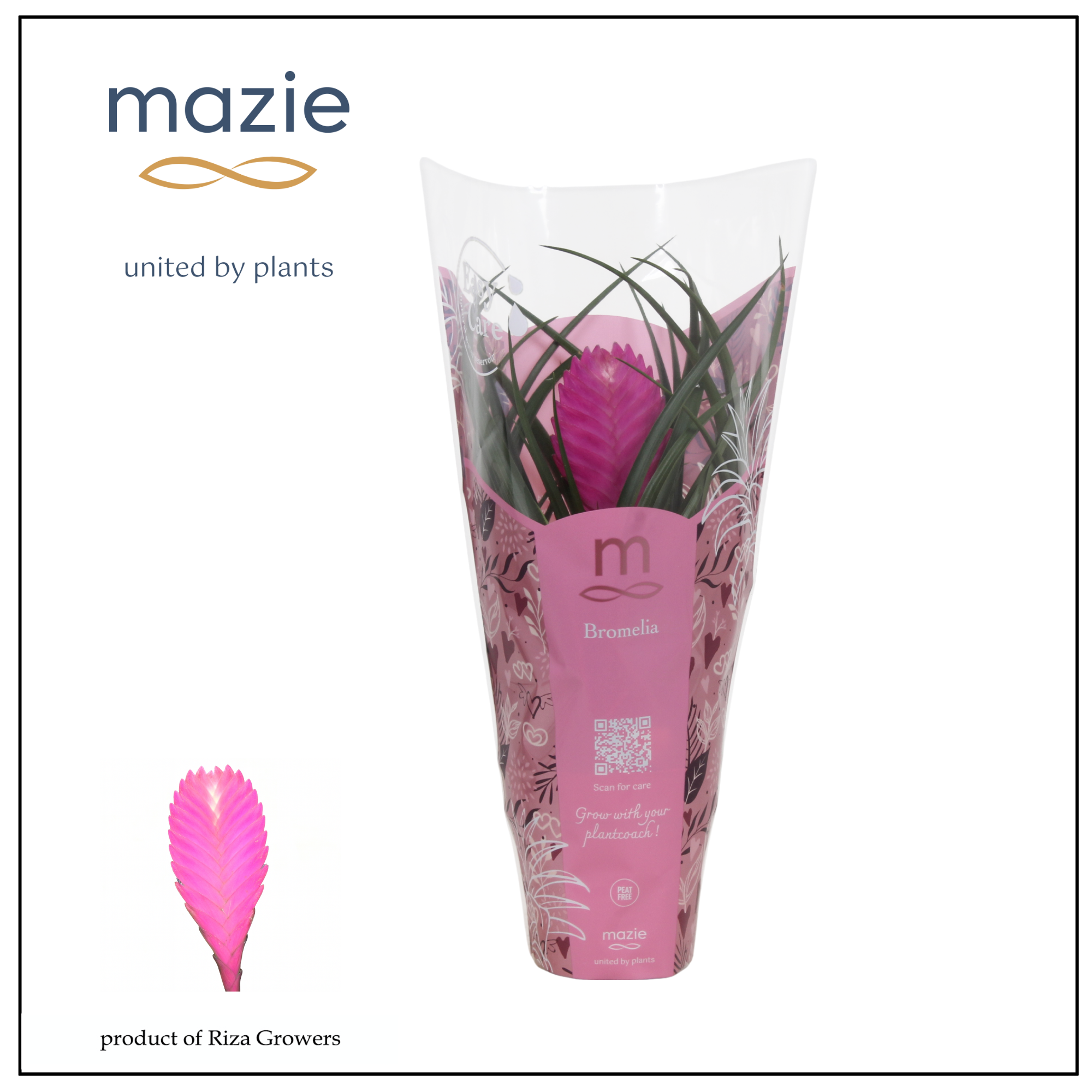 Tillandsia Vincent - 12cm in Passion | Mazie, D 12