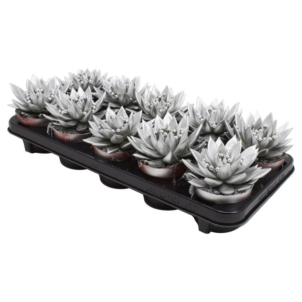 Miranda coloured silver + chain, D 10,5