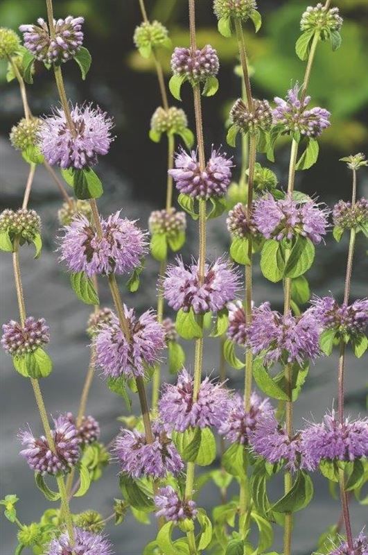 Mentha pulegium, D 9