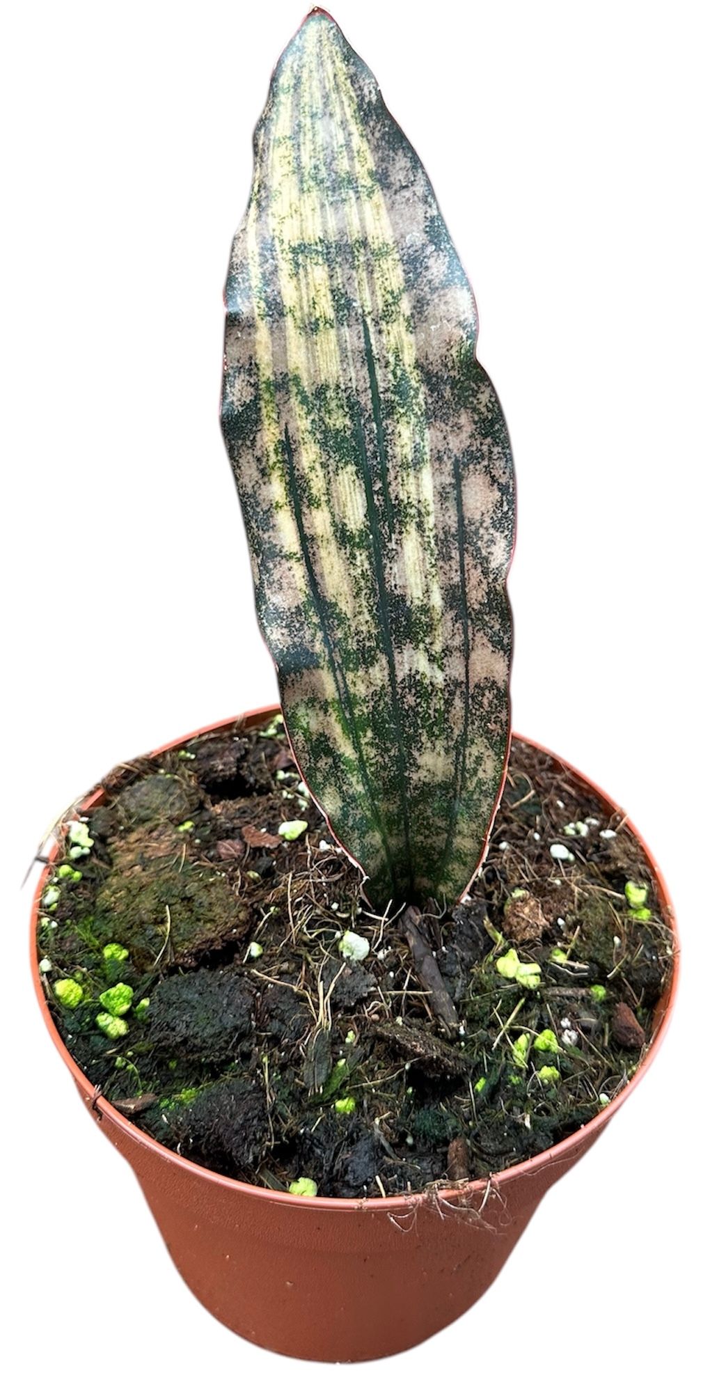 Sansevieria Kirkii Coppertone Variegata, D 14