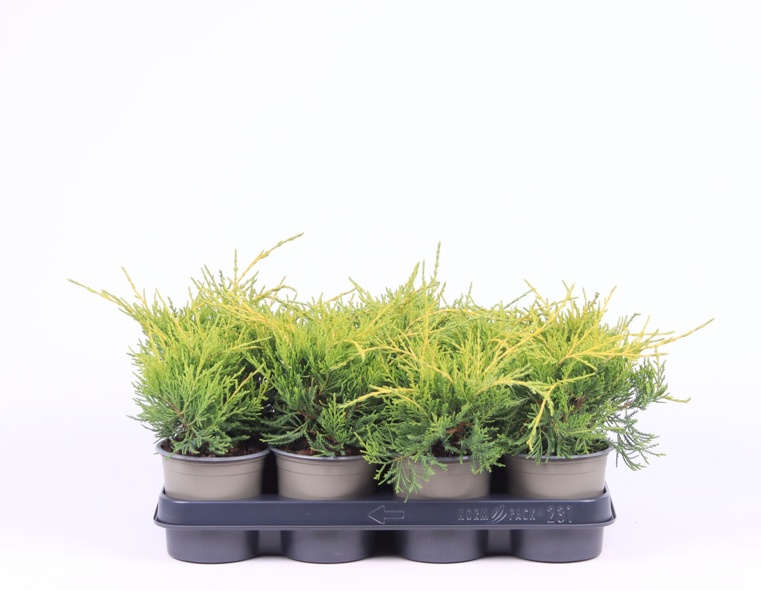 Juniperus x pfitzeriana 'Gold Coast', D 11 cm