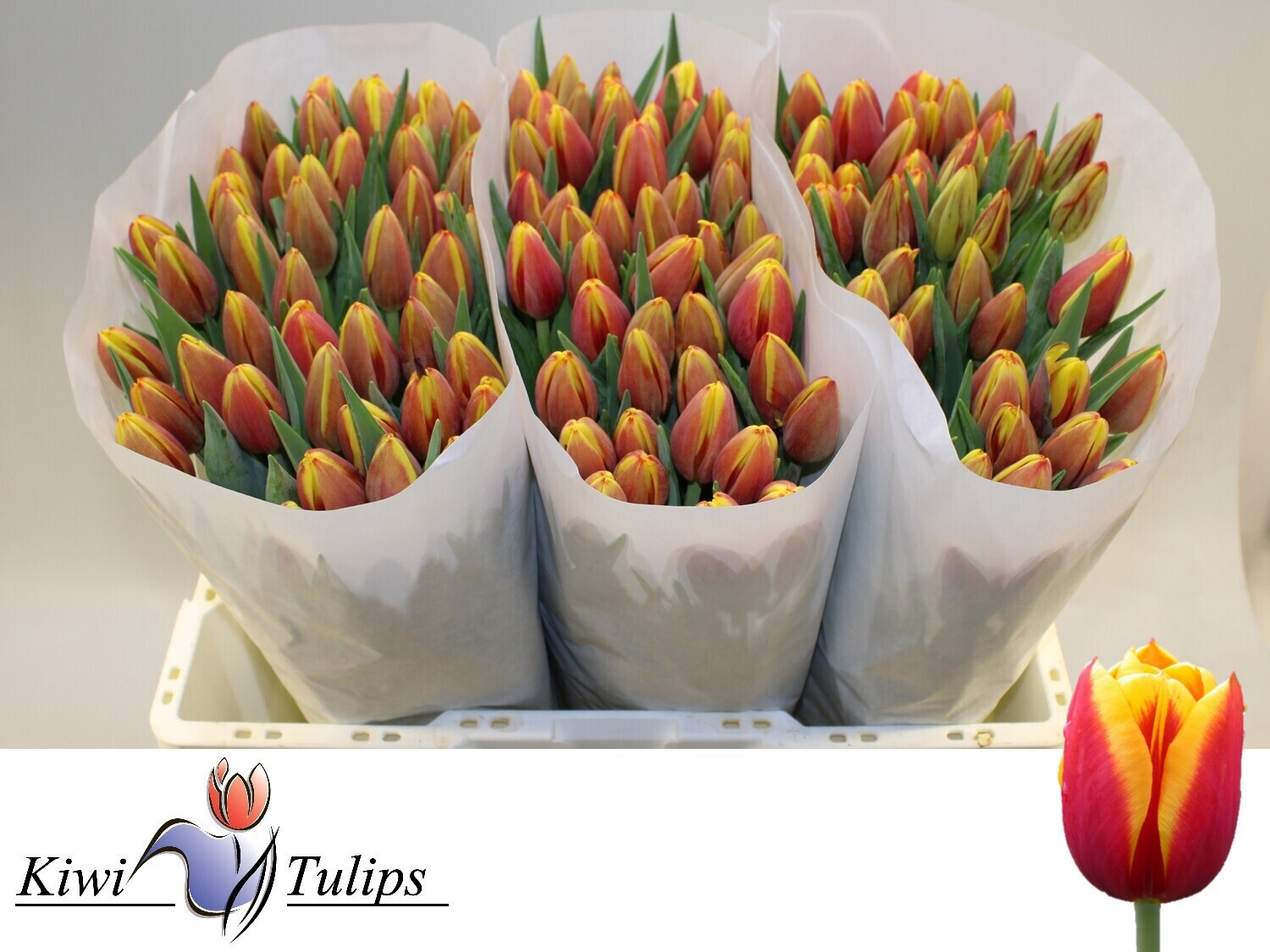 Тюльпан од. Дэнмарк (красно-желт.), шт.