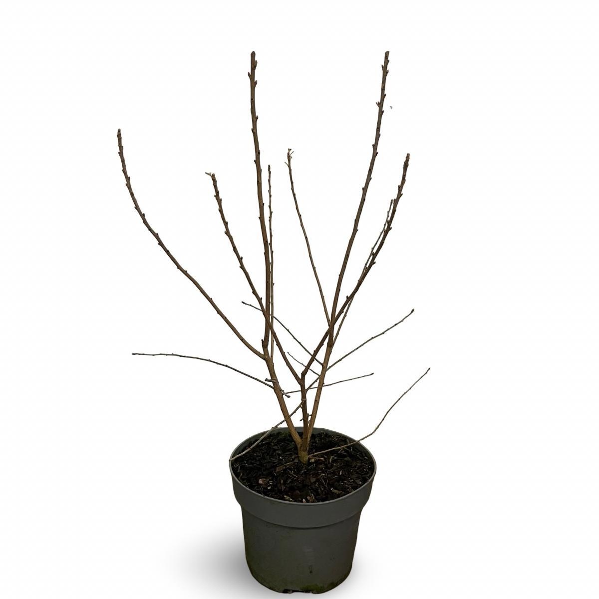 Exochorda racem. 'Niagara', D 21