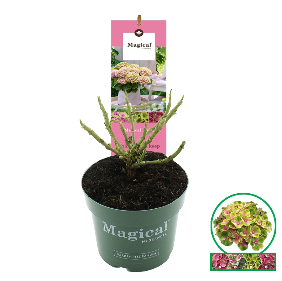 Hydrangea macr. Magical® 'Jewel'® Roze C2 (17cm.), D 17
