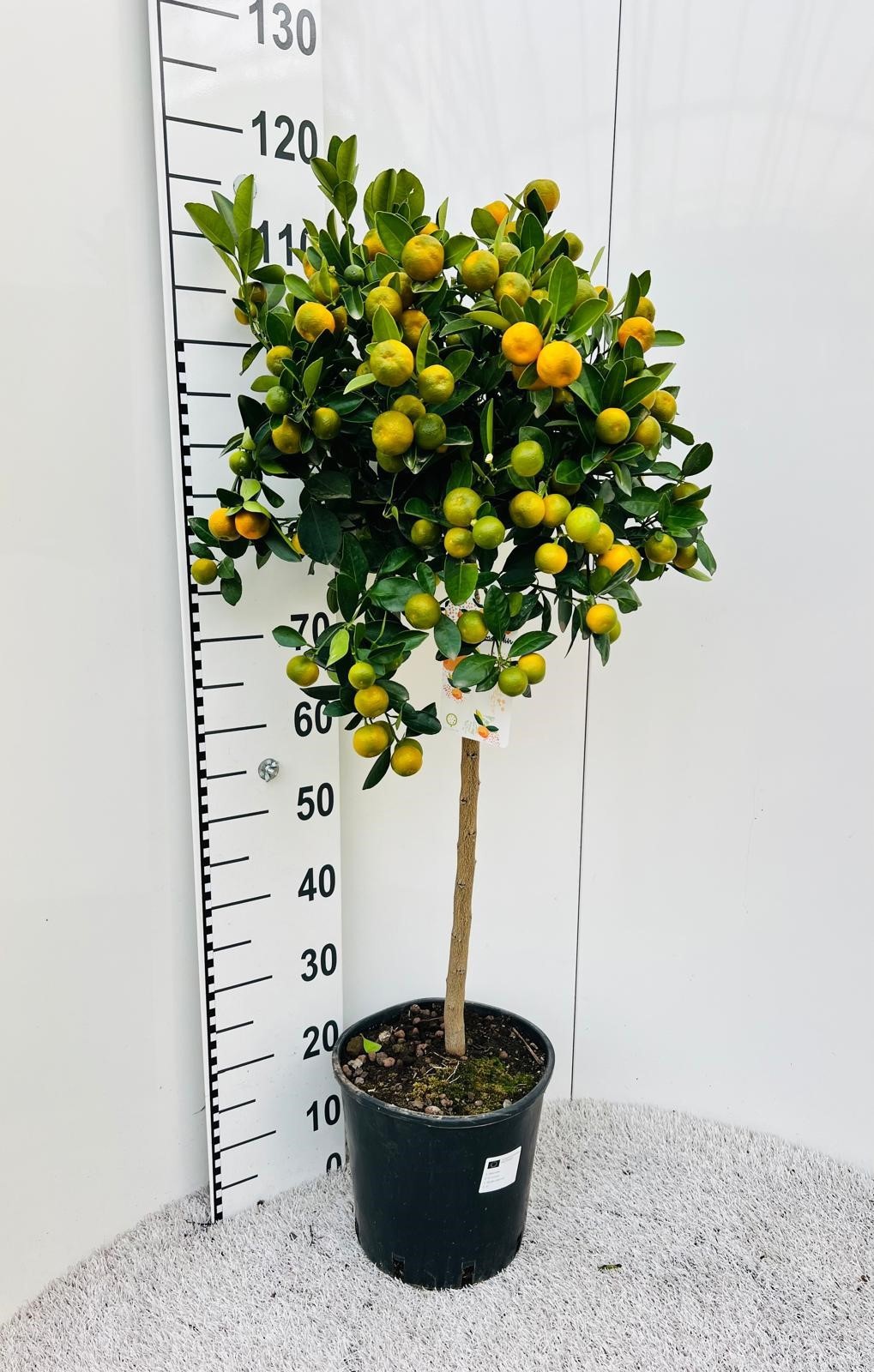 Citrus Calamondin on stem, D 25