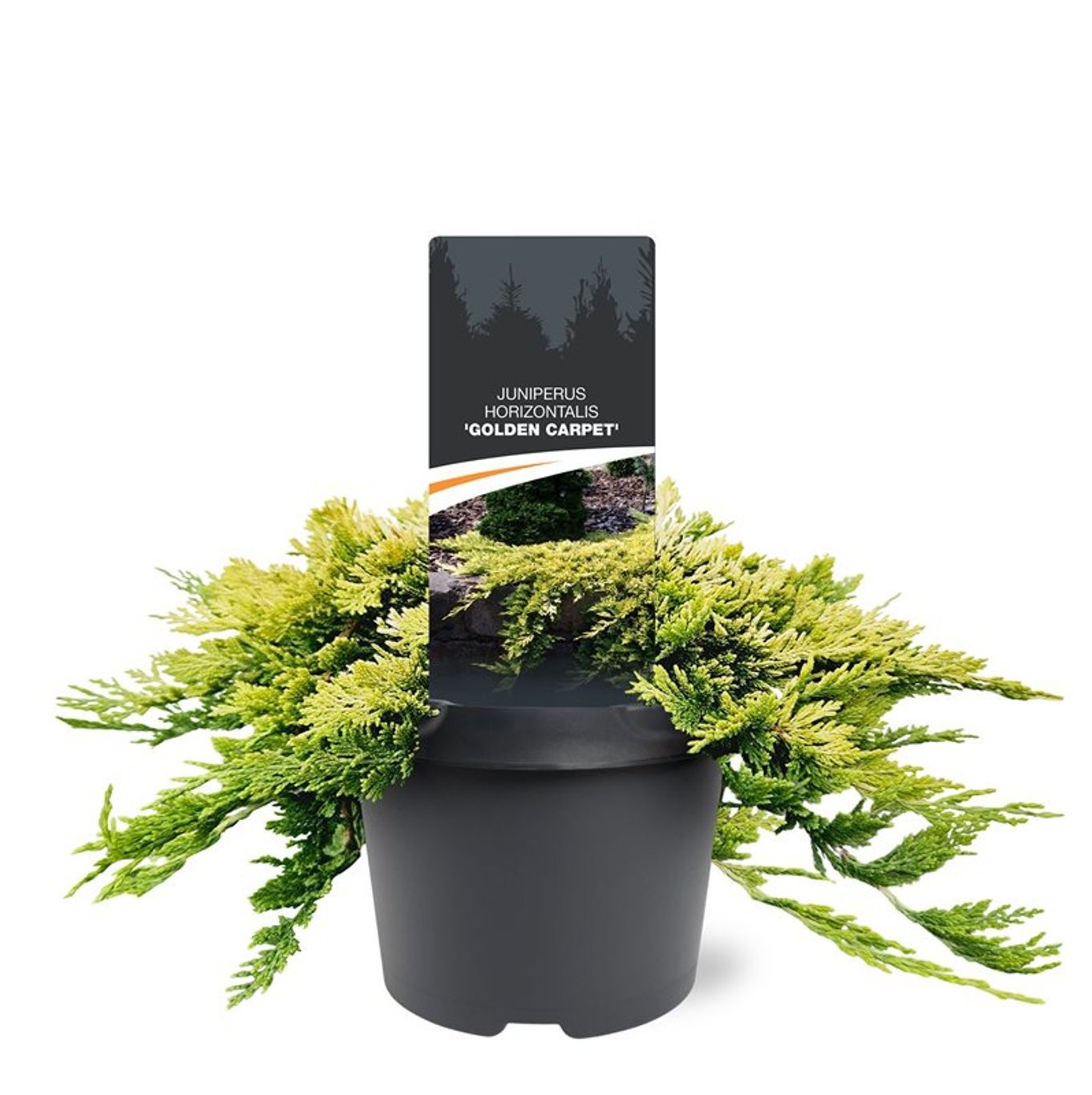 Juniperus horizontalis 'Golden Carpet', D 19
