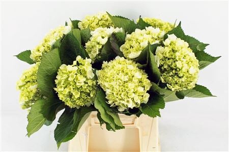 Гортензия Лима 45, шт.