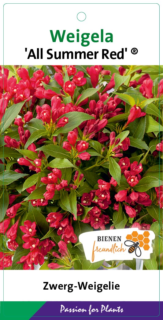 Weigela 'All Summer Red' 30-40C5, D 23 cm