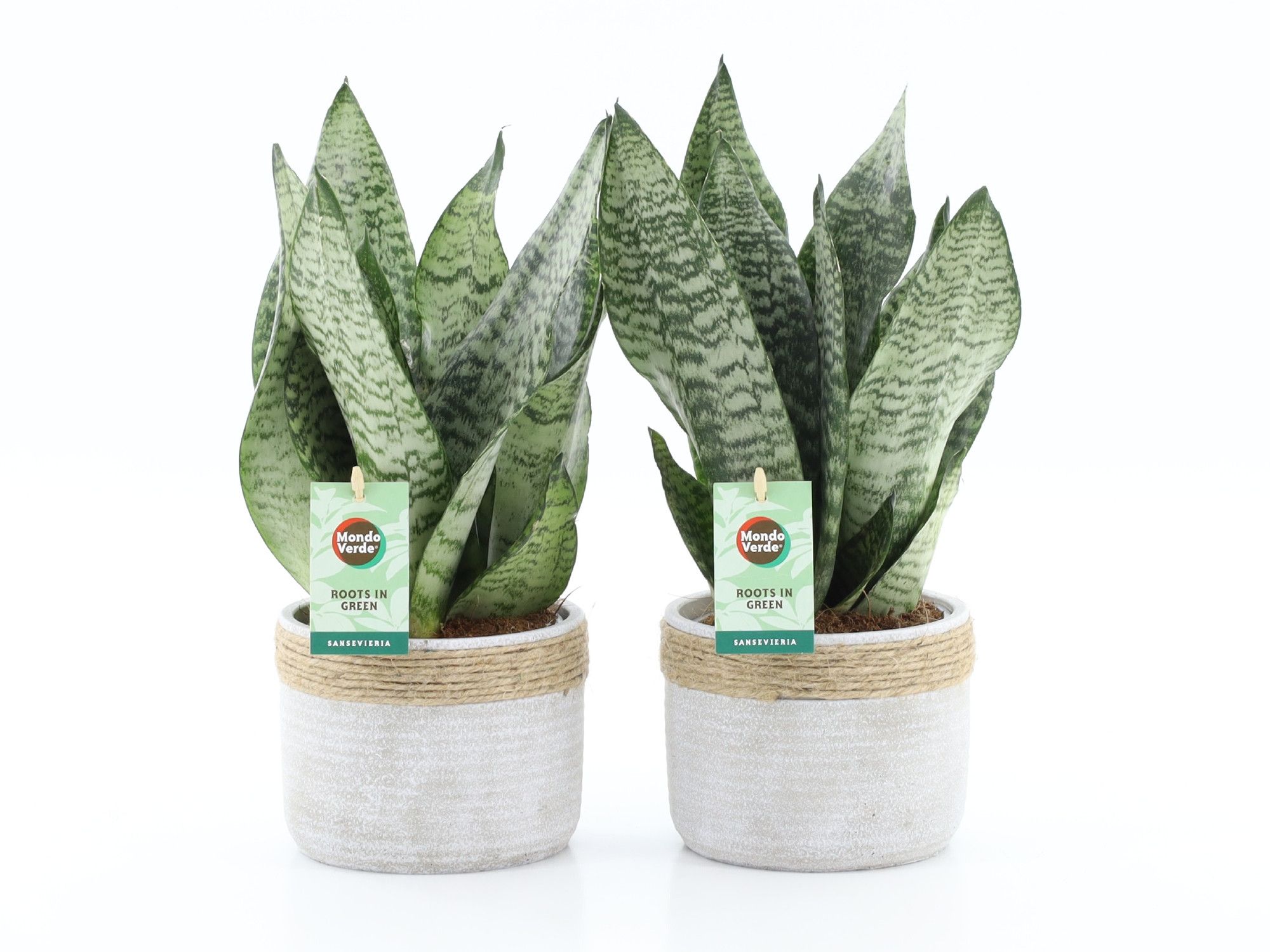 Sansevieria Black Coral in Sturdy, D 13