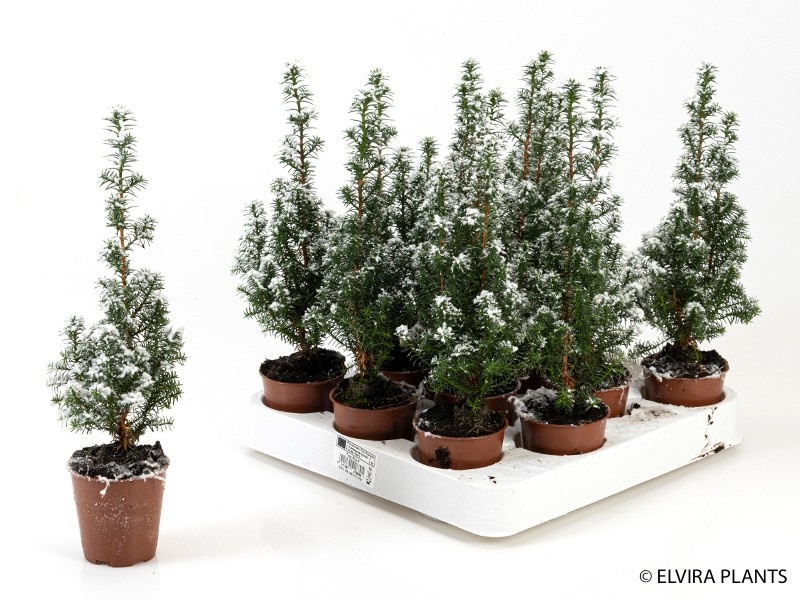 CHAMAECYPARIS LAWSONIANA 'SNOW WHITE', D 6 cm CHAMAECYPARIS LAWSONIANA 'SNOW WHITE', D 6 cm