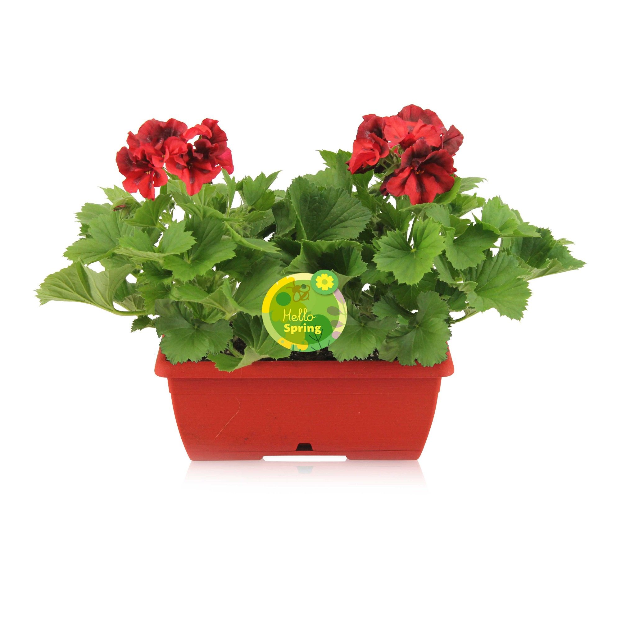 Hello Spring Pelargonium Grandiflorum Ton sur Ton in rood duobakje, D 25