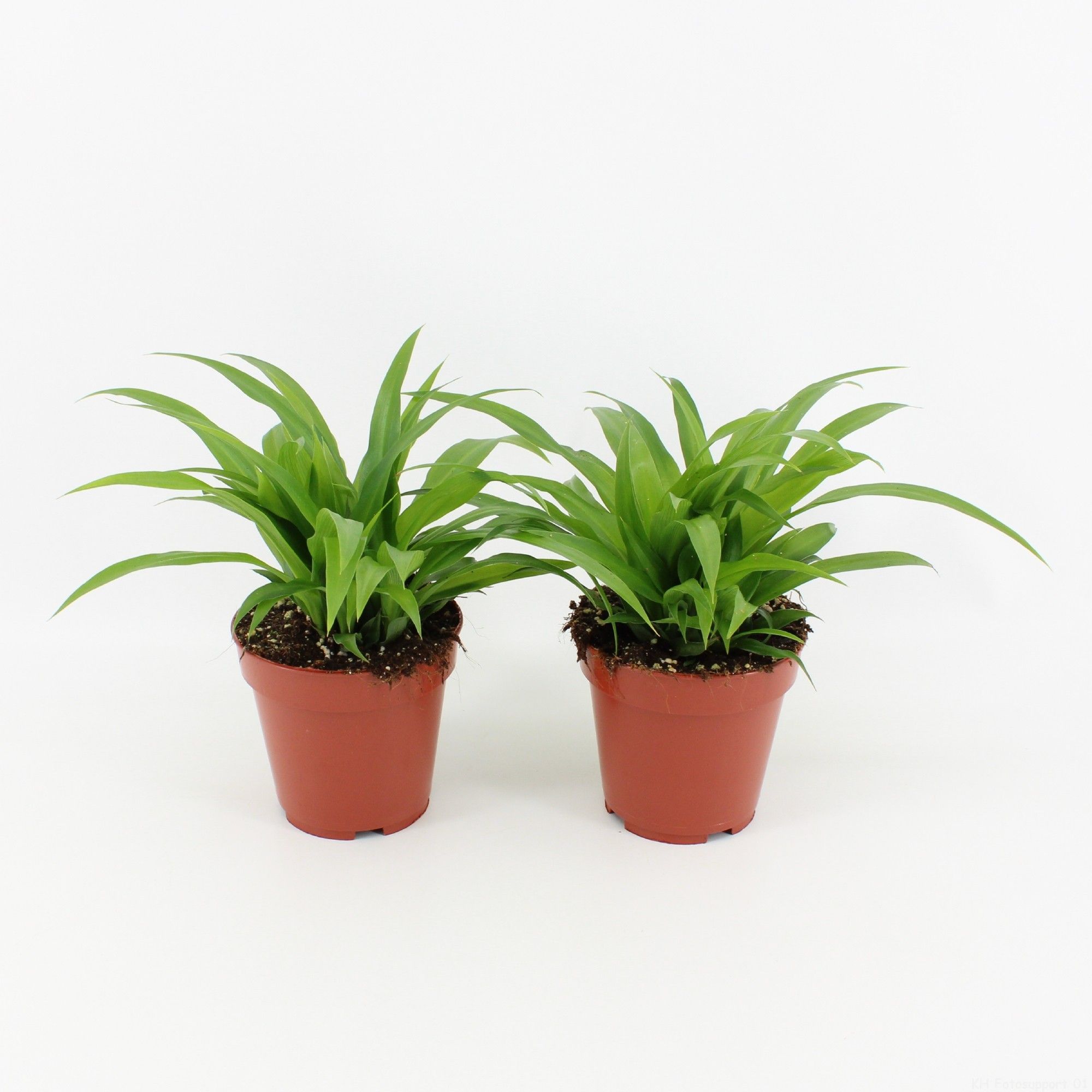 Chlorophytum comosum Lemon, D 12 cm