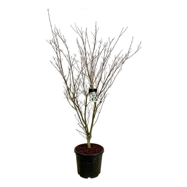 Cornus kousa 'Weisse Fontaine', D 50