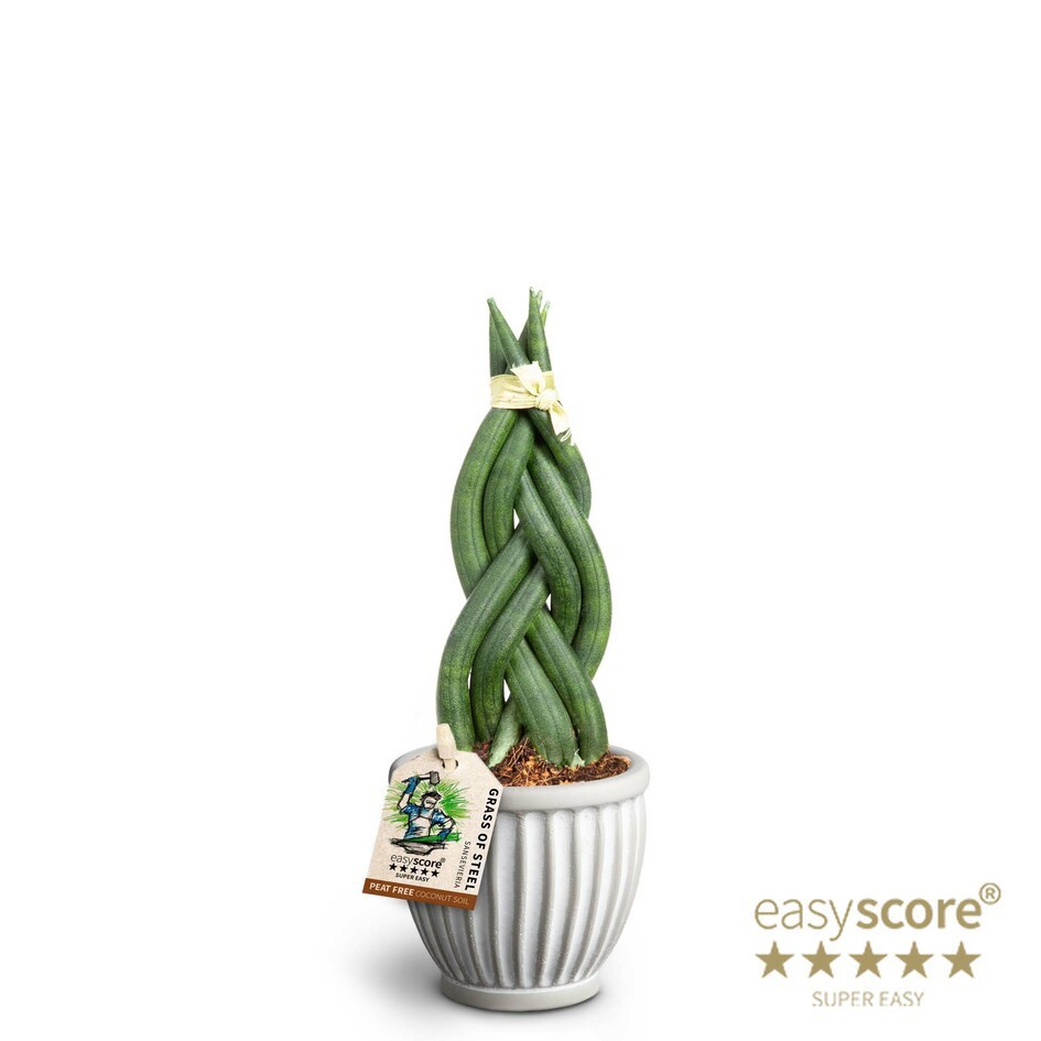 SANSEVIERIA CYLINDRICA 40631119 Athena Braid, D 7 cm