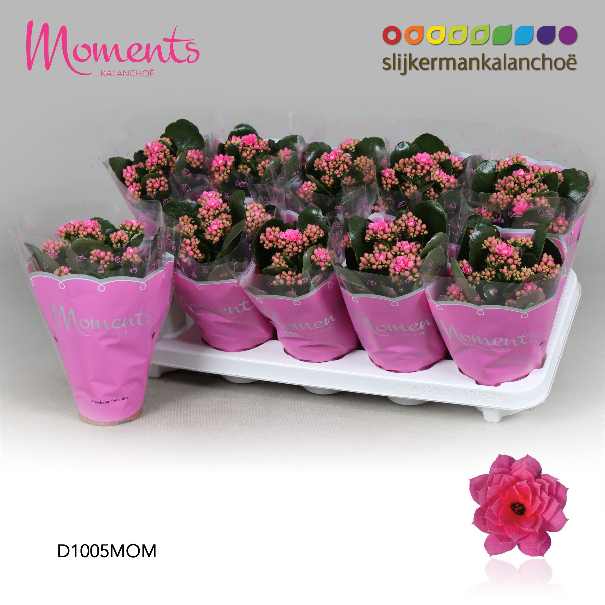 Kalanchoe Moments - Pink, D 10,5