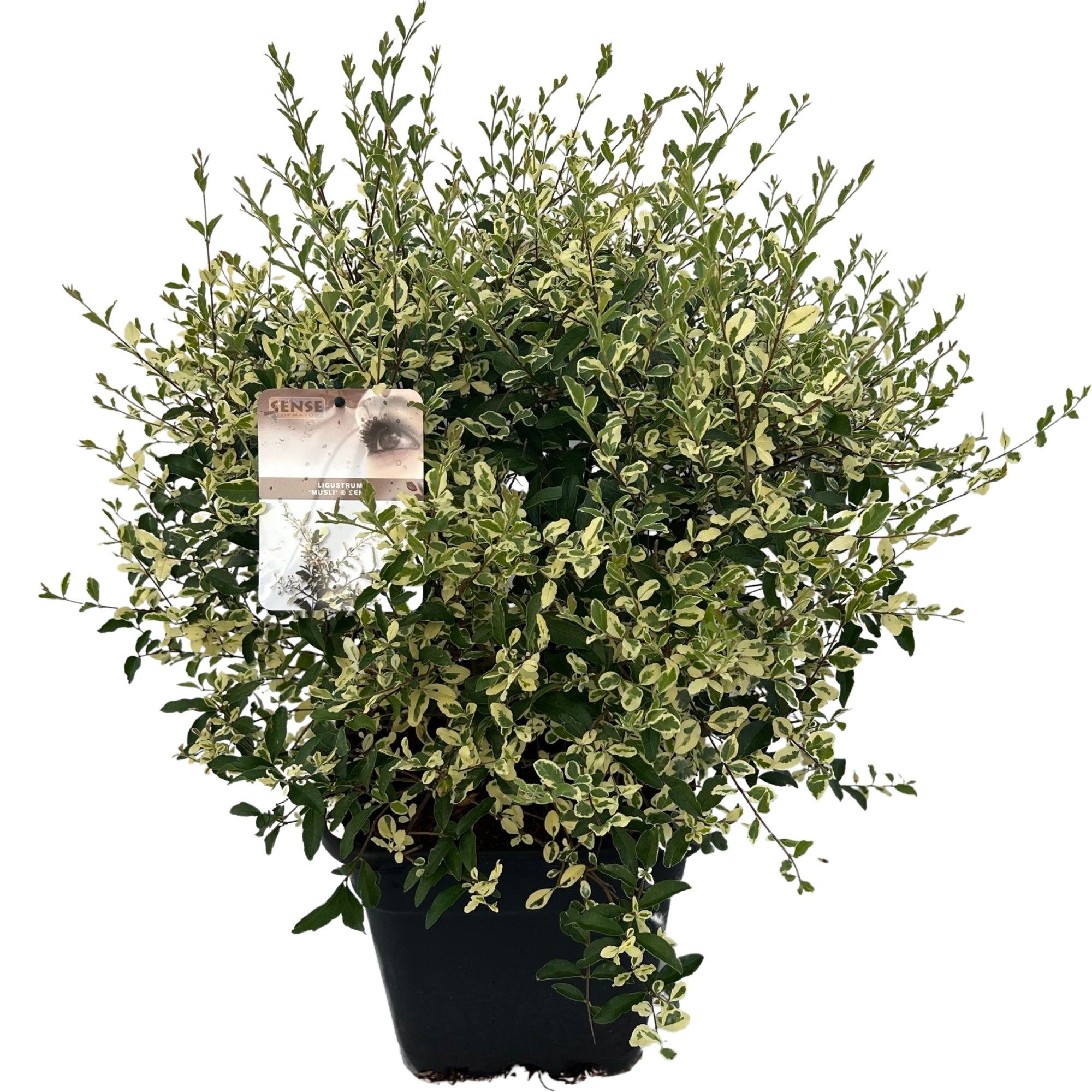 Ligustrum ibota 'Musli' ® sense, D 38 cm