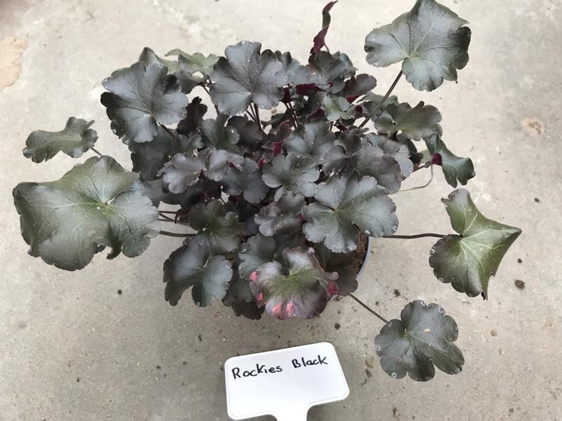 HEUCHERA-HYBRID 'ROCKIES BLACK', D 12 cm