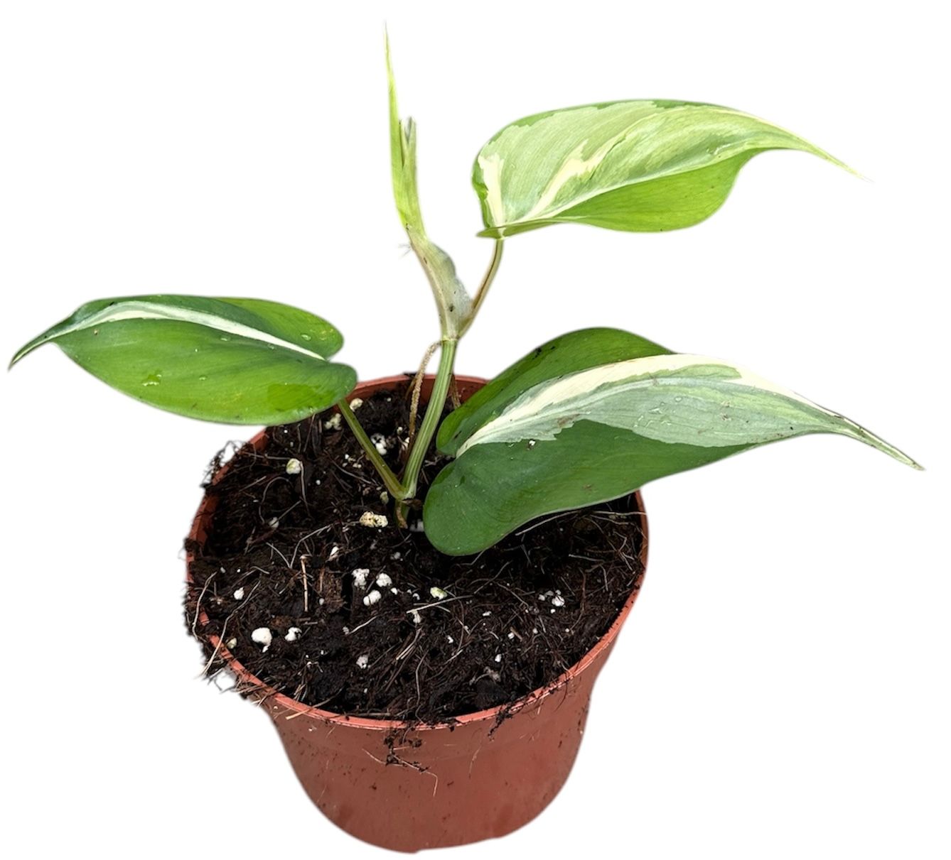 Philodendron Rio, D 10,5