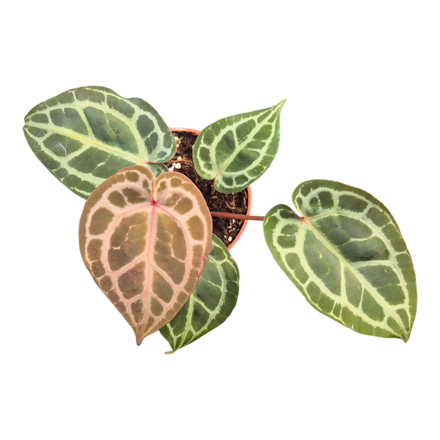 DocBlock Anthurium Michelle® '11' X Zara® '14', D 9