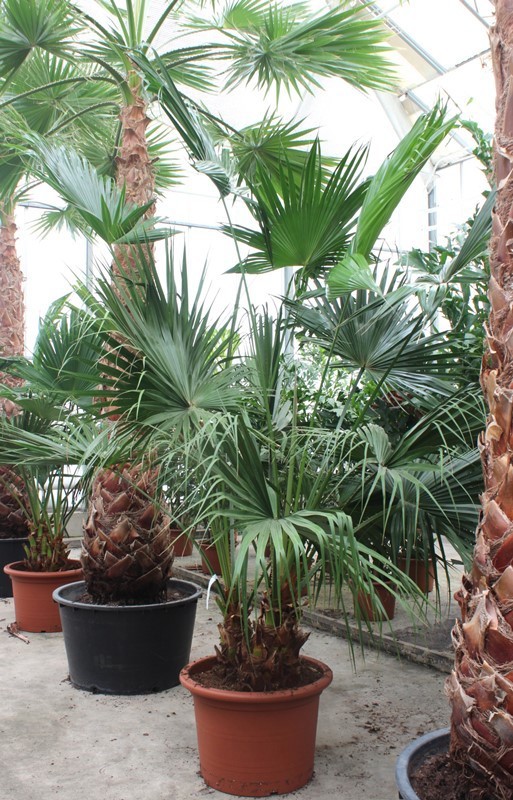 Livistona chinensis 2pp, D 70 cm