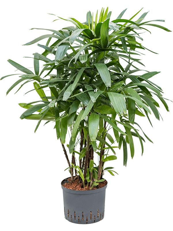 Rhapis excelsa, D 28 cm