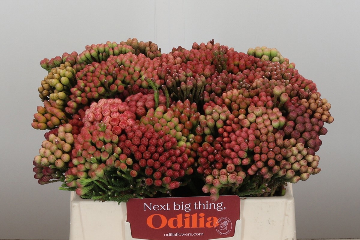 Бруния Лаевис Рэд 35, шт.