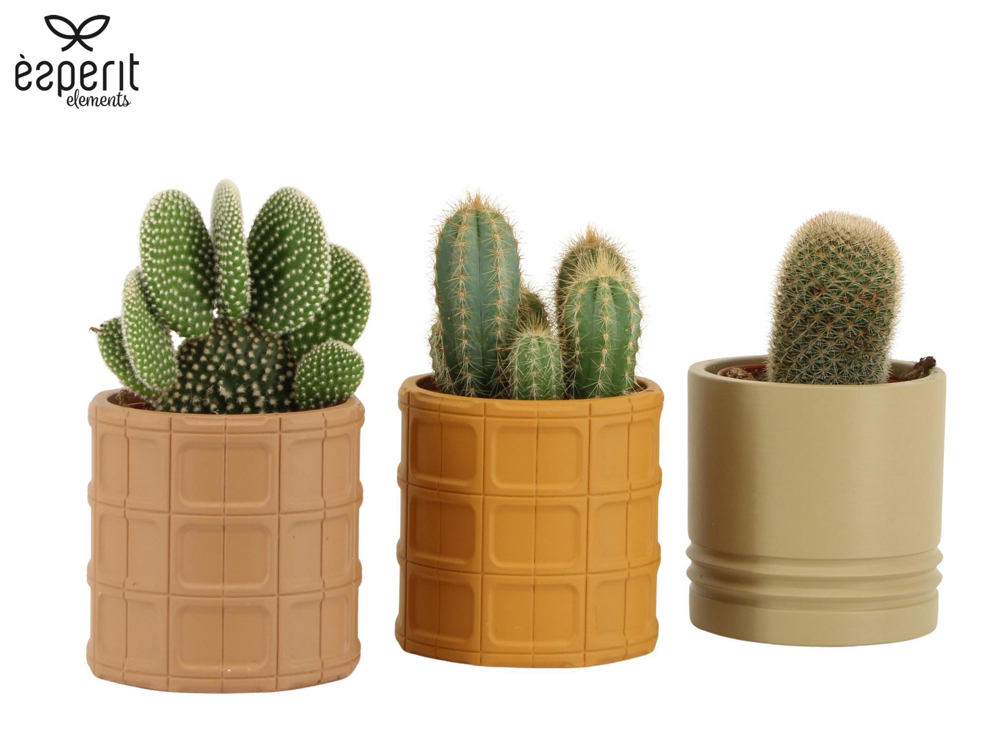 7504402: Solutionss Recreate, D 8,5